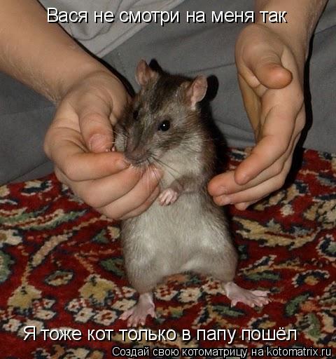 Вася не смотри на меня так Я тоже кот только в папу пошёл... Котоматрица: Вася не смотри на меня так Я тоже кот только в папу пошёл