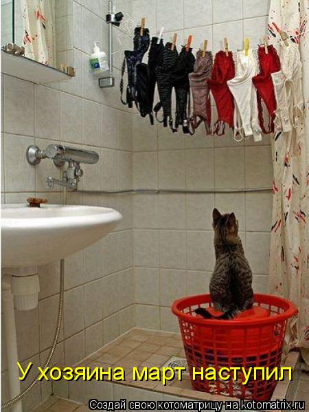 У хозяина март наступил... Котоматрица: У хозяина март наступил