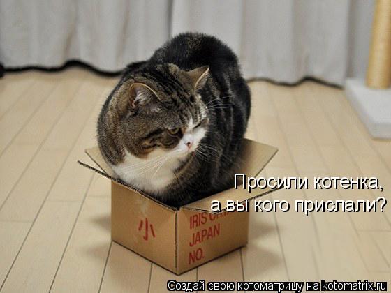 Просили котенка, а вы кого прислали?... Котоматрица: Просили котенка, а вы кого прислали?
