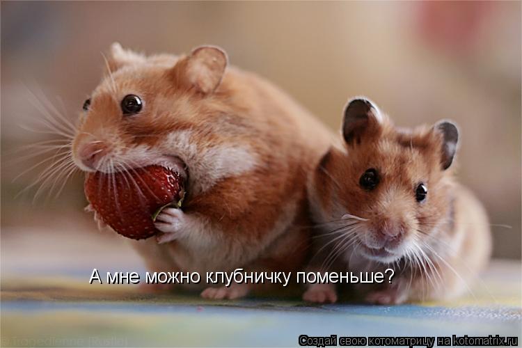 А мне можно клубничку поменьше?... Котоматрица: А мне можно клубничку поменьше?