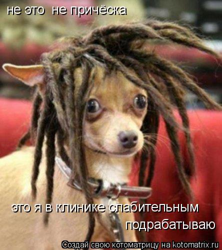 не это не причёска это я в клинике слабительным подрабатываю... Котоматрица: не это не причёска это я в клинике слабительным подрабатываю