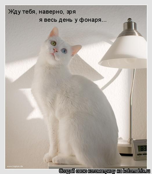 Жду тебя, наверно, зря я весь день у фонаря...... Котоматрица: Жду тебя, наверно, зря я весь день у фонаря...