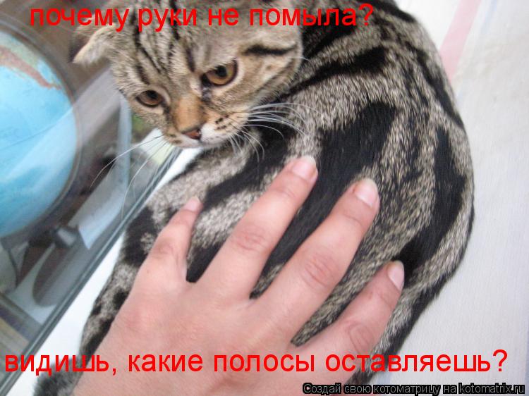 почему руки не помыла? видишь, какие полосы оставляешь?... Котоматрица: почему руки не помыла? видишь, какие полосы оставляешь?