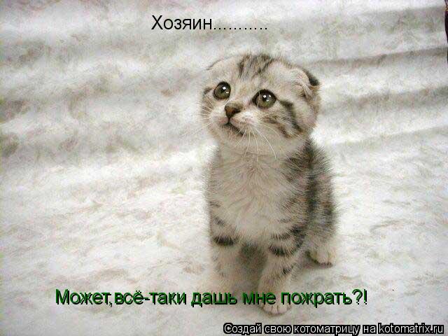 Хозяин........... Может,всё-таки дашь мне пожрать?!... Котоматрица: Хозяин........... Может,всё-таки дашь мне пожрать?!