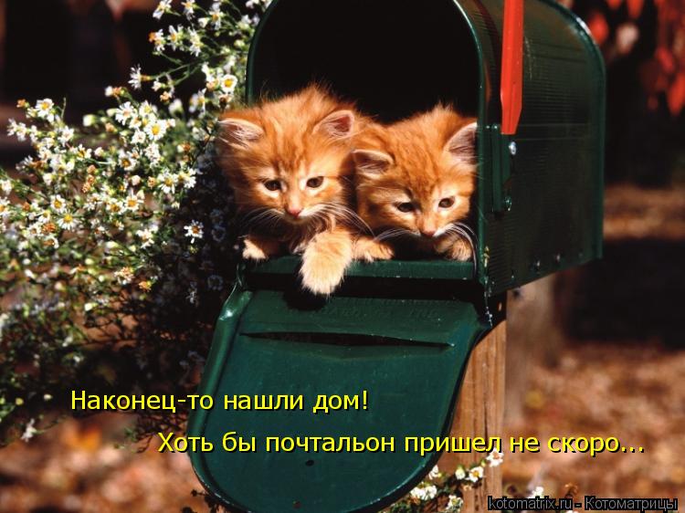 Наконец-то нашли дом! Хоть бы почтальон пришел не скоро...... Котоматрица: Наконец-то нашли дом! Хоть бы почтальон пришел не скоро...