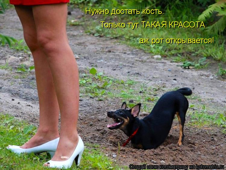 Нужно достать кость. Только тут ТАКАЯ КРАСОТА аж рот открывается!... Котоматрица: Нужно достать кость. Только тут ТАКАЯ КРАСОТА аж рот открывается!