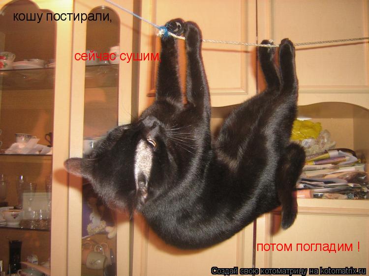 кошу постирали, сейчас сушим, потом погладим !... Котоматрица: кошу постирали, сейчас сушим, потом погладим !