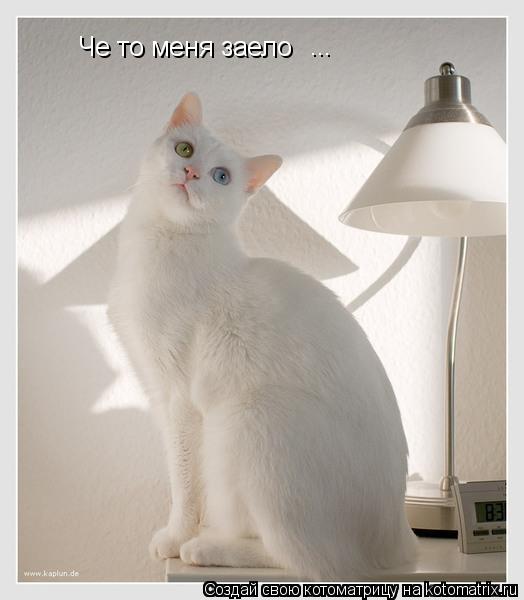 Че то меня заело ...... Котоматрица: Че то меня заело ...