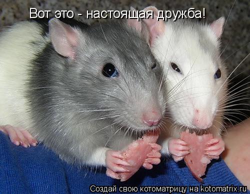 Вот это - настоящая дружба!... Котоматрица: Вот это - настоящая дружба!