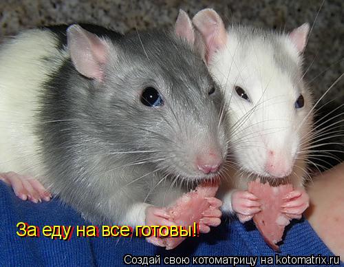 За еду на все готовы! За еду на все готовы!... Котоматрица: За еду на все готовы! За еду на все готовы!