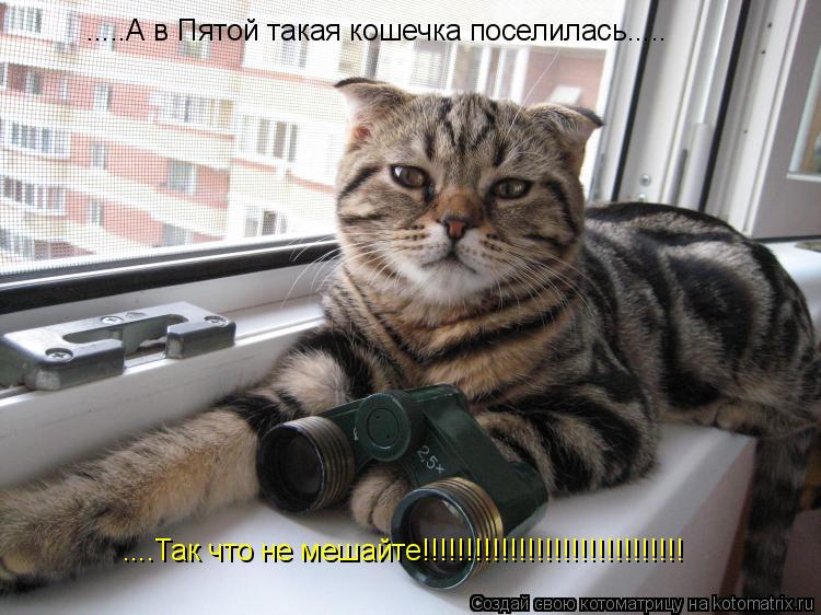 .....А в Пятой такая кошечка поселилась..... ....Так что не мешайте!!!!!!!!!!!!!!!!!!!!!!!!!!!!!!... Котоматрица: .....А в Пятой такая кошечка поселилась..... ....Так что не мешайте!!!!!!!!!!!!!!!!!!!!!!!!!!!!!!