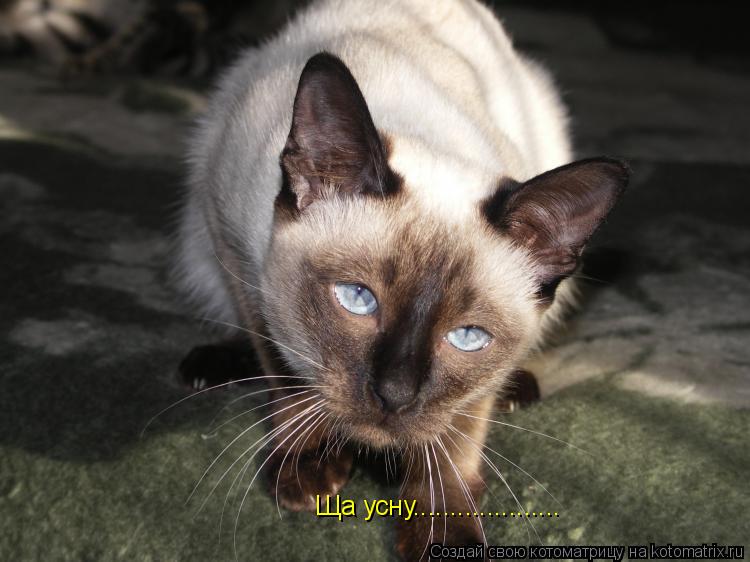 Ща усну....................... Котоматрица: Ща усну....................