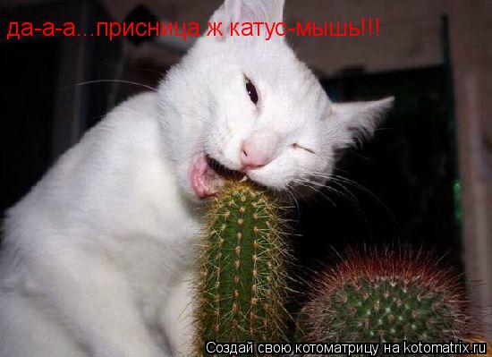 да-а-а...присница ж катус-мышь!!!... Котоматрица: да-а-а...присница ж катус-мышь!!!