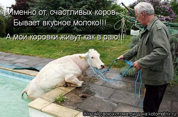 А мои коровки живут как в раю!!! Именно от, счастливых коров, Бывает вкусное молоко!!!... Котоматрица: А мои коровки живут как в раю!!! Именно от, счастливых коров, Бывает вкусное молоко!!!