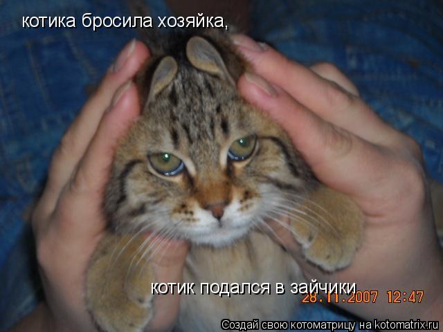 котика бросила хозяйка, котик подался в зайчики... Котоматрица: котика бросила хозяйка, котик подался в зайчики