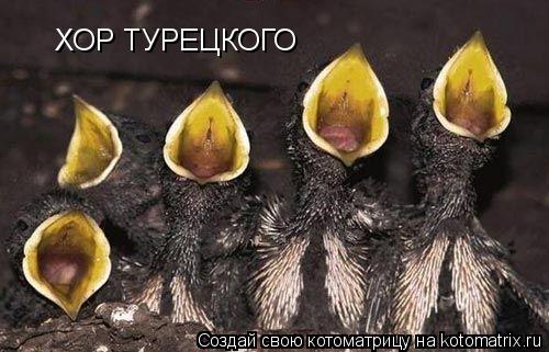 ХОР ТУРЕЦКОГО... Котоматрица: ХОР ТУРЕЦКОГО