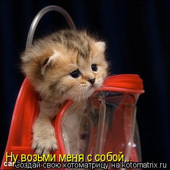 Ну возьми меня с собой...... Котоматрица: Ну возьми меня с собой...