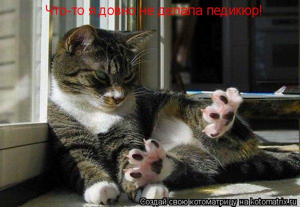 Что-то я довно не делала педикюр!... Котоматрица: Что-то я довно не делала педикюр!