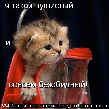 я такой пушистый совсем безобидный! и... Котоматрица: я такой пушистый совсем безобидный! и