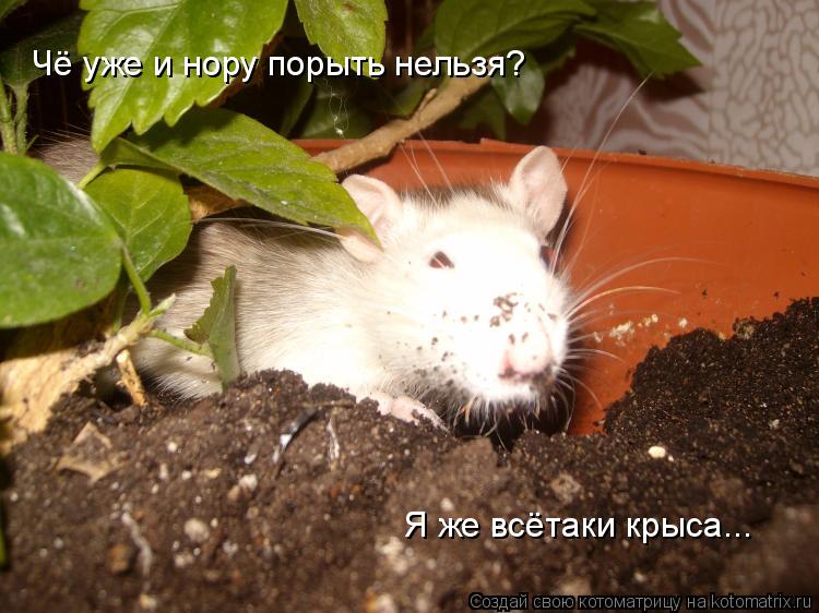 Чё уже и нору порыть нельзя? Я же всётаки крыса...... Котоматрица: Чё уже и нору порыть нельзя? Я же всётаки крыса...