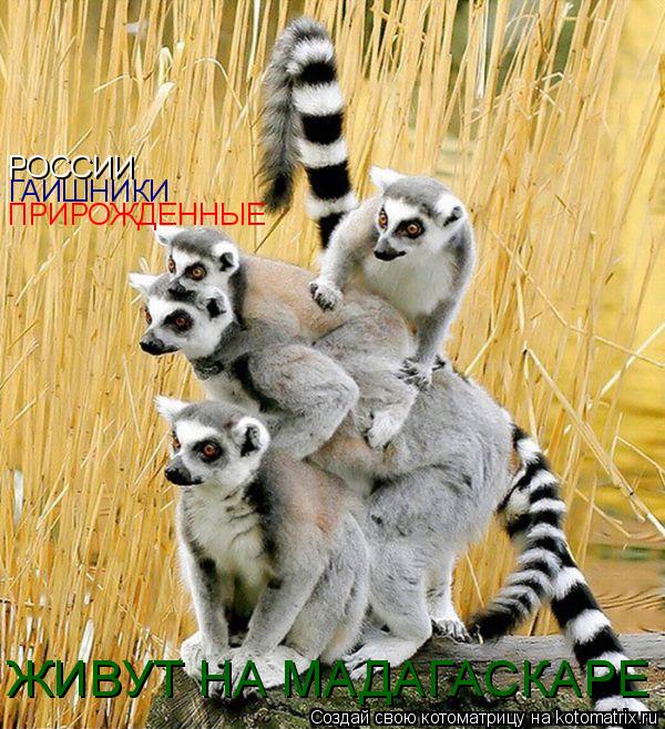 ПРИРОЖДЕННЫЕ ГАИШНИКИ РОССИИ ЖИВУТ НА МАДАГАСКАРЕ... Котоматрица: ПРИРОЖДЕННЫЕ ГАИШНИКИ РОССИИ ЖИВУТ НА МАДАГАСКАРЕ