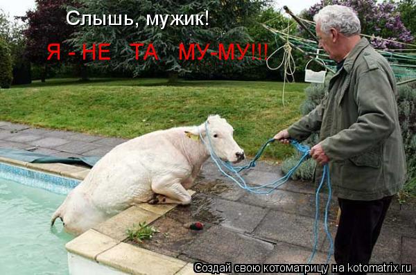Слышь, мужик! Я - НЕ ТА МУ-МУ!!!... Котоматрица: Слышь, мужик! Я - НЕ ТА МУ-МУ!!!