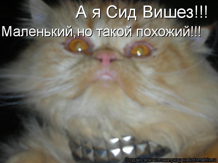 А я Сид Вишез!!! Маленький,но такой похожий!!!... Котоматрица: А я Сид Вишез!!! Маленький,но такой похожий!!!