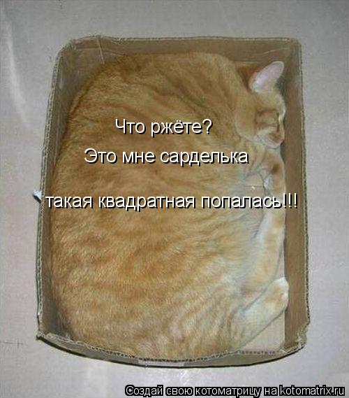 Что ржёте? Это мне сарделька такая квадратная попалась!!!... Котоматрица: Что ржёте? Это мне сарделька такая квадратная попалась!!!