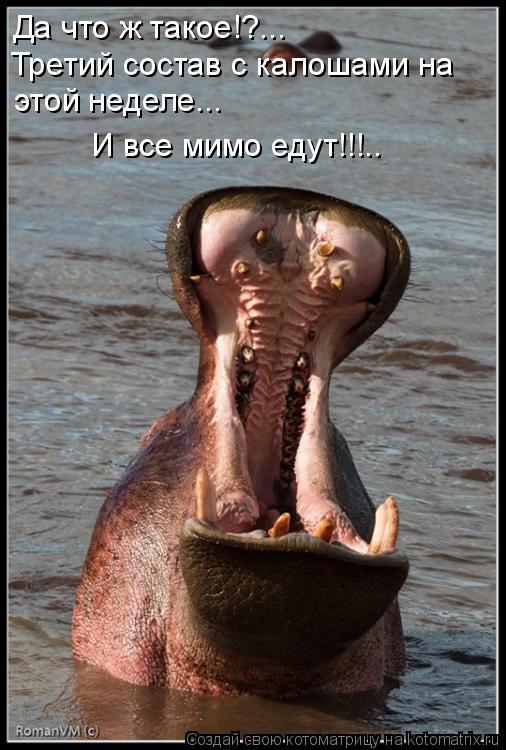 Да что ж такое!?... Третий состав с калошами на этой неделе... И все мимо едут!!!..... Котоматрица: Да что ж такое!?... Третий состав с калошами на этой неделе... И все мимо едут!!!..