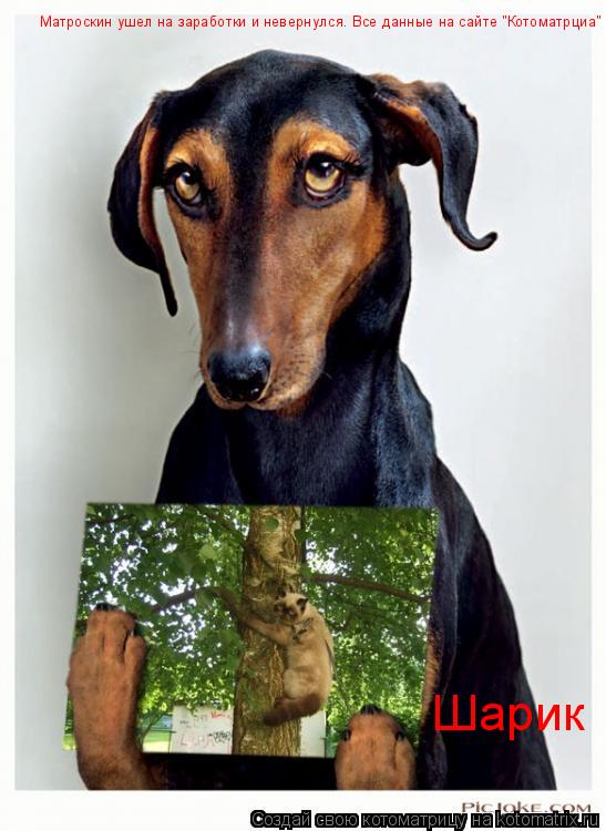 Матроскин ушел на заработки и невернулся. Все данные на сайте "Котоматрциа" Шарик... Котоматрица: Матроскин ушел на заработки и невернулся. Все данные на сайте "Котоматрциа" Шарик