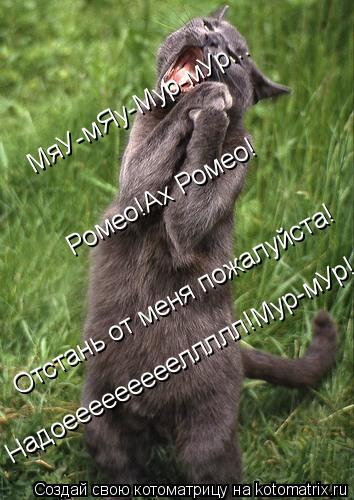 МяУ-мЯу-Мур-мУр... Ромео!Ах Ромео! Отстань от меня пожалуйста! Надоеееееееееллллл!Мур-мУр!... Котоматрица: МяУ-мЯу-Мур-мУр... Ромео!Ах Ромео! Отстань от меня пожалуйста! Надоеееееееееллллл!Мур-мУр!