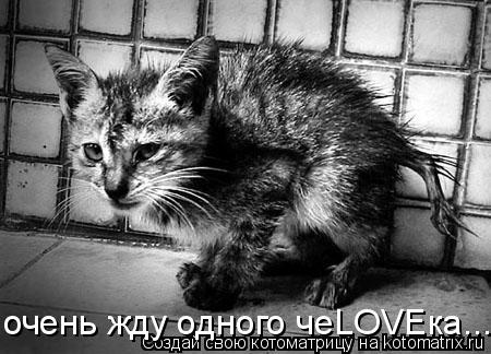 Котоматрица: очень жду одного чеLOVEка...