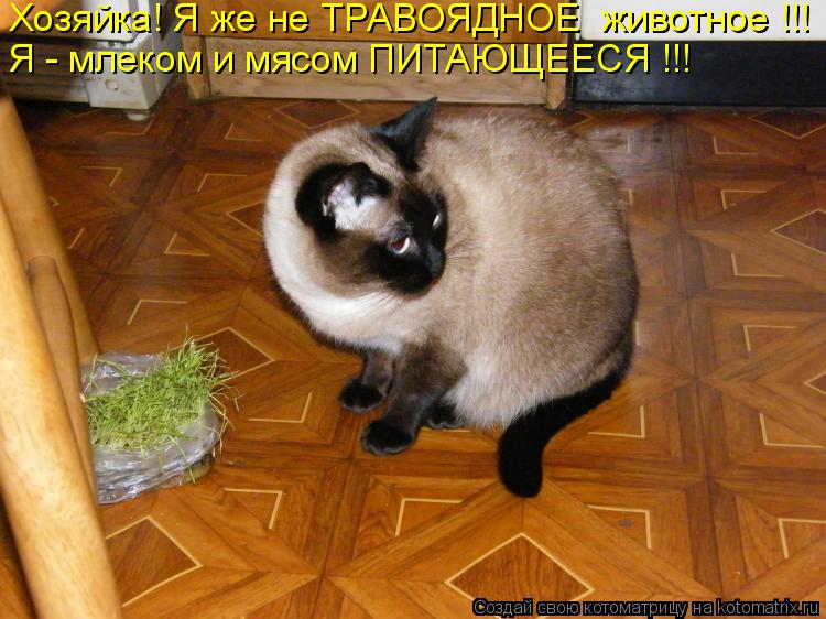 Хозяйка! Я же не ТРАВОЯДНОЕ животное !!! Я - млеком и мясом ПИТАЮЩЕЕСЯ !!!... Котоматрица: Хозяйка! Я же не ТРАВОЯДНОЕ животное !!! Я - млеком и мясом ПИТАЮЩЕЕСЯ !!!