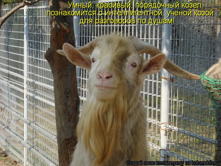 Умный, красивый, порядочный козел, познакомится с интеллигентной, ученой козой для разговоров по душа... Котоматрица: Умный, красивый, порядочный козел, познакомится с интеллигентной, ученой козой для разговоров по душам!