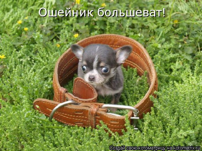 Ошейник большеват!... Котоматрица: Ошейник большеват!