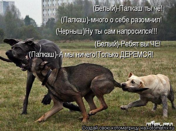 (Белый)-Палкаш ты чё! (Палкаш)-много о себе разомнил! (Черныш)Ну ты сам напросился!!! (Белый)-Ребят ... Котоматрица: (Белый)-Палкаш ты чё! (Палкаш)-много о себе разомнил! (Черныш)Ну ты сам напросился!!! (Белый)-Ребят вы ЧЕ! (Палкаш)-А мы ничего!Только ДЕРЕМСЯ!
