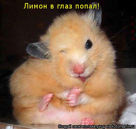 Лимон в глаз попал!... Котоматрица: Лимон в глаз попал!