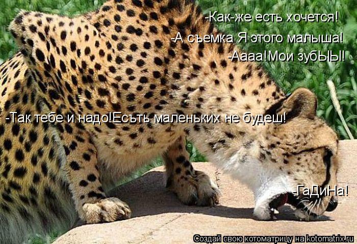 -Как-же есть хочется! -А съемка Я этого малыша! -Аааа!Мои зубЫЫ! -Так тебе и надо!Есъть маленьких не ... Котоматрица: -Как-же есть хочется! -А съемка Я этого малыша! -Аааа!Мои зубЫЫ! -Так тебе и надо!Есъть маленьких не будеш! -ГаДиНа!