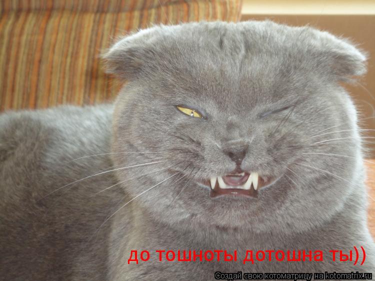 до тошноты дотошна ты))... Котоматрица: до тошноты дотошна ты))
