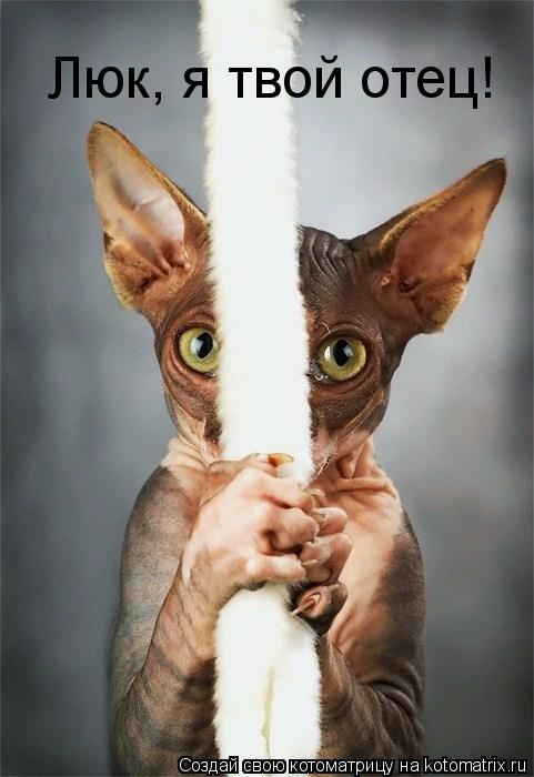 Люк, я твой отец!... Котоматрица: Люк, я твой отец!