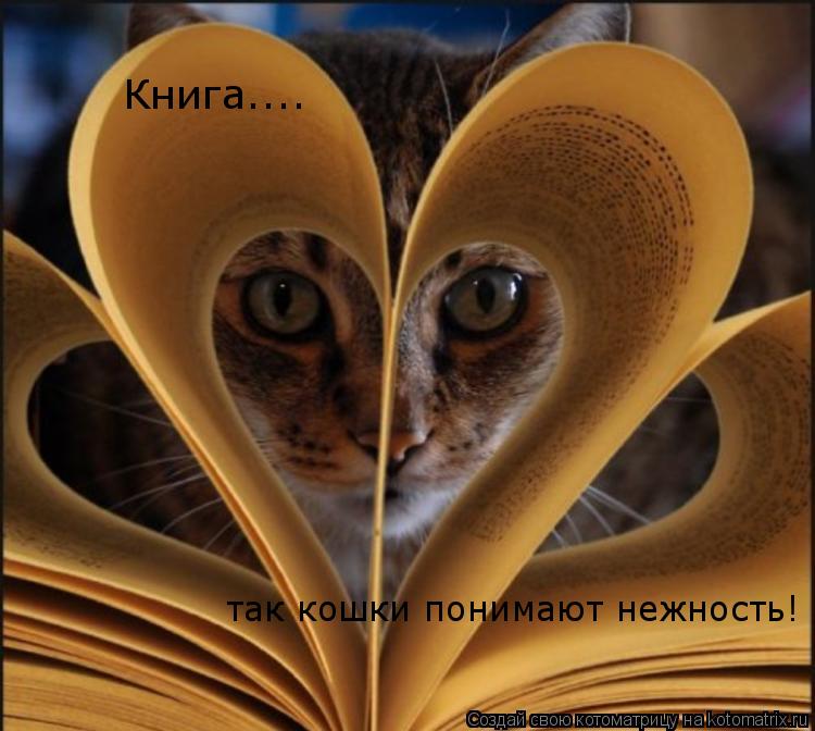 Книга.... так кошки понимают нежность!... Котоматрица: Книга.... так кошки понимают нежность!