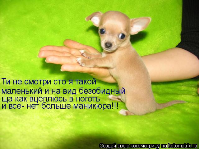Ти не смотри сто я такой маленький и на вид безобидный ща как вцеплюсь в ноготь и все- нет больше ман... Котоматрица: Ти не смотри сто я такой маленький и на вид безобидный ща как вцеплюсь в ноготь и все- нет больше маникюра!!!