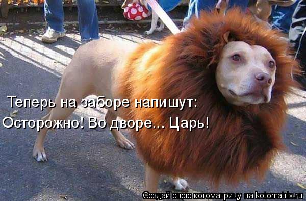 Осторожно! Во дворе... Царь! Теперь на заборе напишут:... Котоматрица: Осторожно! Во дворе... Царь! Теперь на заборе напишут: