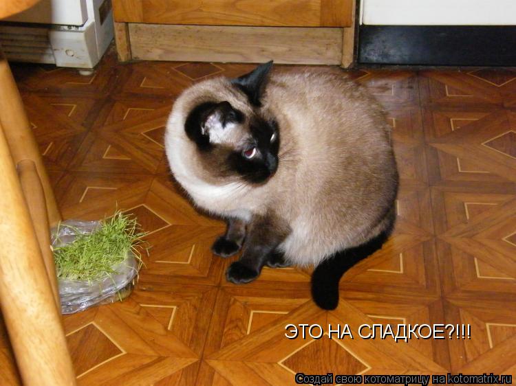 ЭТО НА СЛАДКОЕ?!!!... Котоматрица: ЭТО НА СЛАДКОЕ?!!!