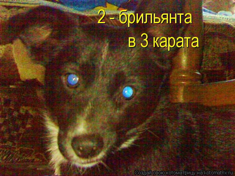 2 - брильянта в 3 карата... Котоматрица: 2 - брильянта в 3 карата