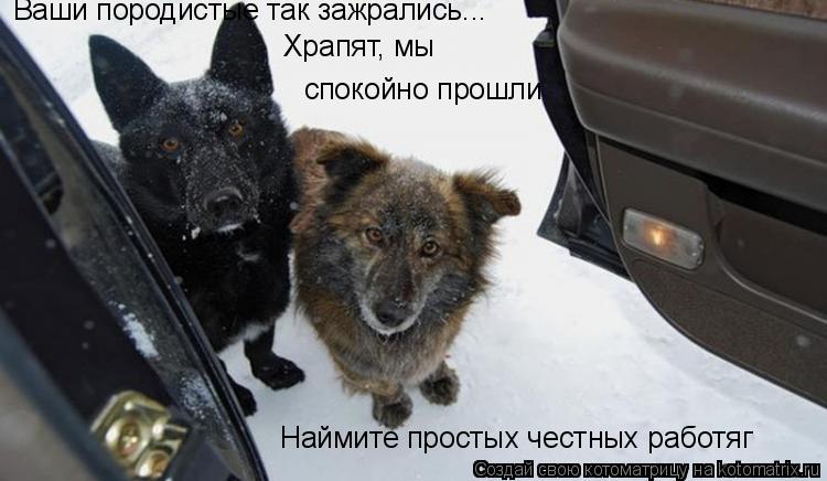 Наймите простых честных работяг Ваши породистые так зажрались... Храпят, мы спокойно прошли... Котоматрица: Наймите простых честных работяг Ваши породистые так зажрались... Храпят, мы спокойно прошли
