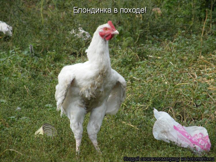 Блондинка в походе!... Котоматрица: Блондинка в походе!