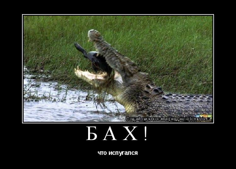 Бах! что испугался... Котоматрица: Бах! что испугался