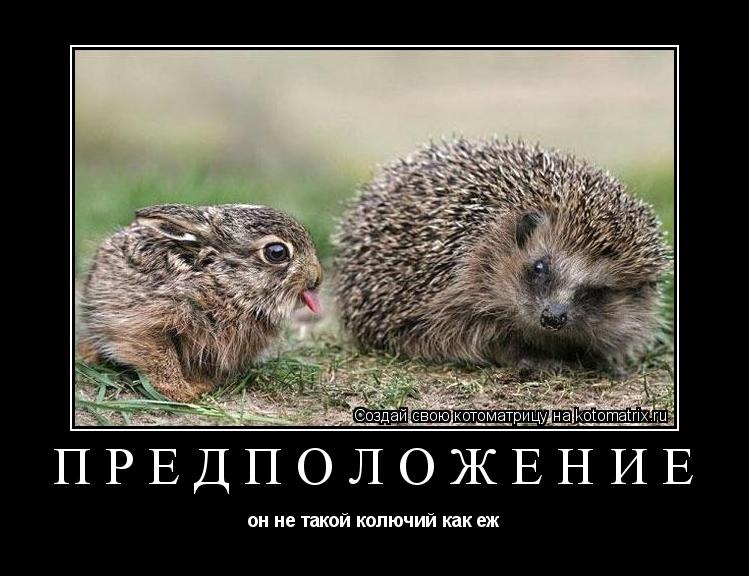 предположение он не такой колючий как еж... Котоматрица: предположение он не такой колючий как еж
