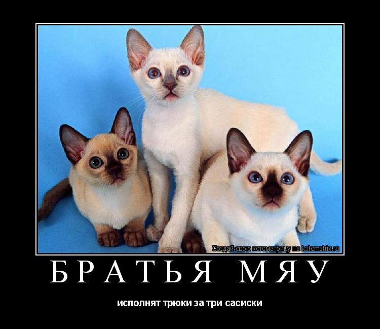 братья мяу исполнят трюки за три сасиски... Котоматрица: братья мяу исполнят трюки за три сасиски